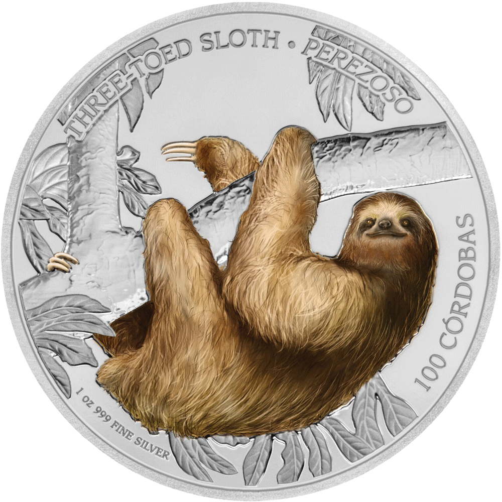 Wildlife Of Nicaragua Three Toed Sloth